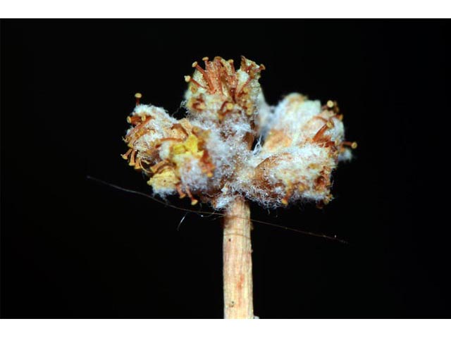 Eriogonum mancum (Imperfect buckwheat) #56424
