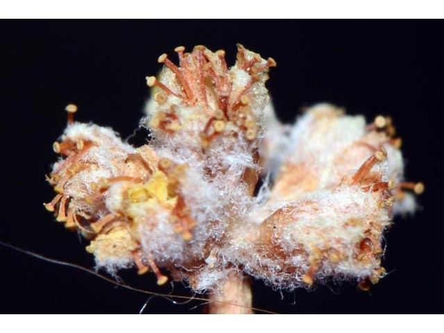 Eriogonum mancum (Imperfect buckwheat) #56425
