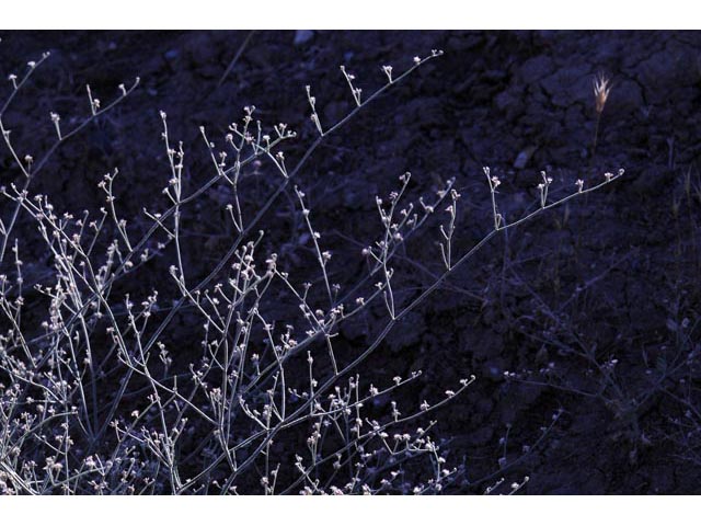 Eriogonum vestitum (Idria buckwheat) #56432