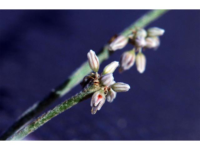 Eriogonum vestitum (Idria buckwheat) #56434