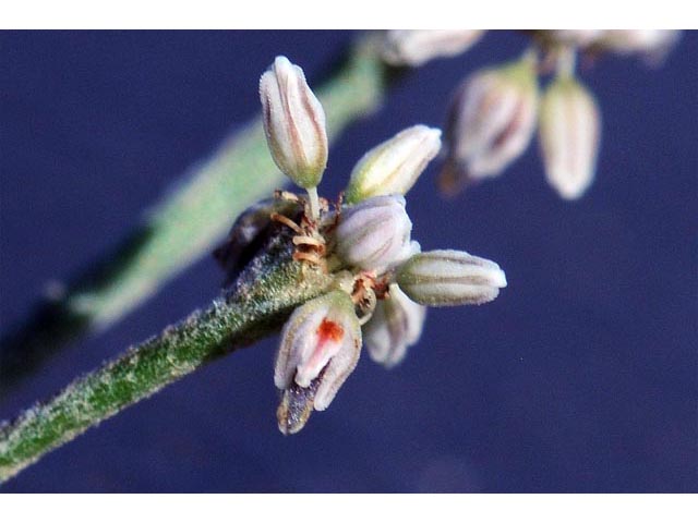 Eriogonum vestitum (Idria buckwheat) #56435
