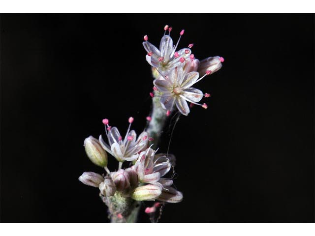 Eriogonum vestitum (Idria buckwheat) #56436