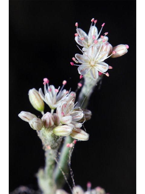 Eriogonum vestitum (Idria buckwheat) #56437