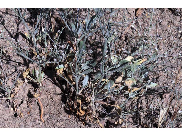 Eriogonum vestitum (Idria buckwheat) #56441