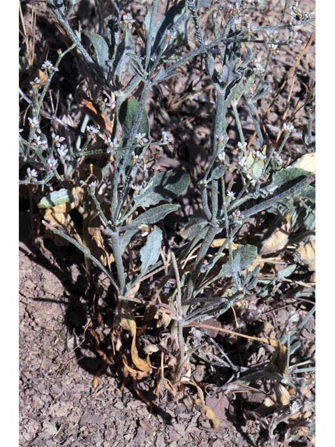 Eriogonum vestitum (Idria buckwheat) #56442