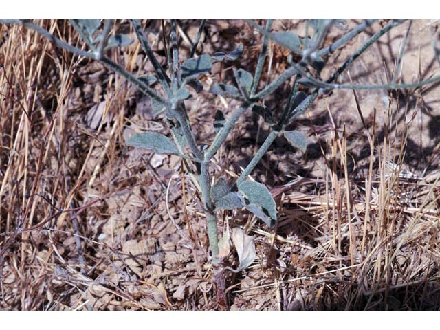 Eriogonum vestitum (Idria buckwheat) #56443
