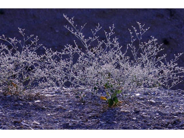 Eriogonum vestitum (Idria buckwheat) #56447