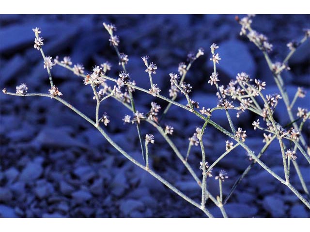 Eriogonum vestitum (Idria buckwheat) #56450