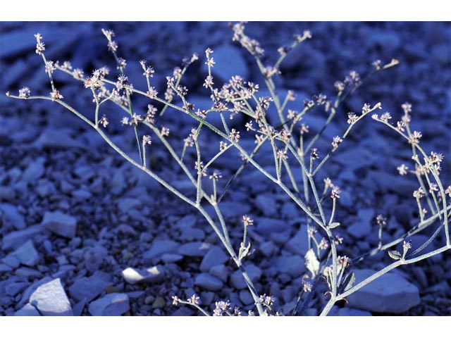 Eriogonum vestitum (Idria buckwheat) #56451