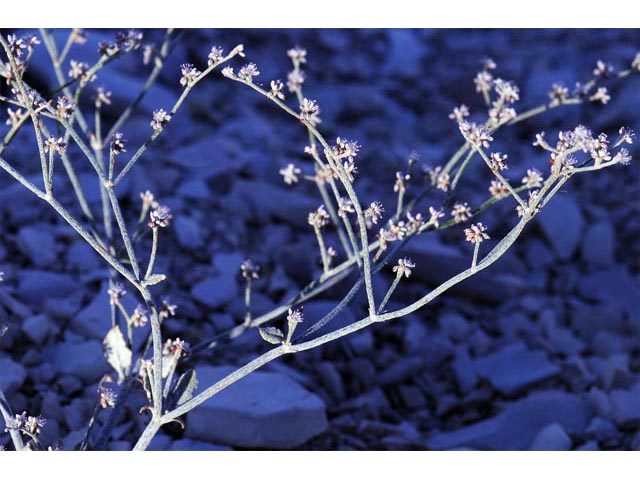 Eriogonum vestitum (Idria buckwheat) #56453