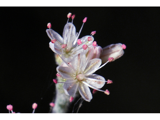 Eriogonum vestitum (Idria buckwheat) #56456