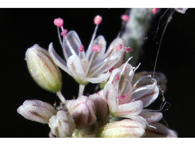 Eriogonum vestitum (Idria buckwheat) #56458