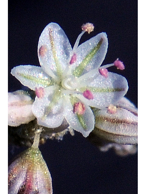 Eriogonum vestitum (Idria buckwheat) #56459