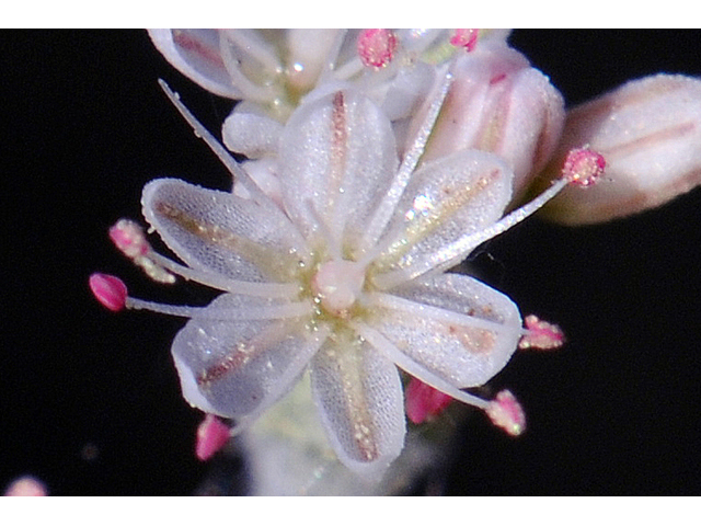 Eriogonum vestitum (Idria buckwheat) #56460