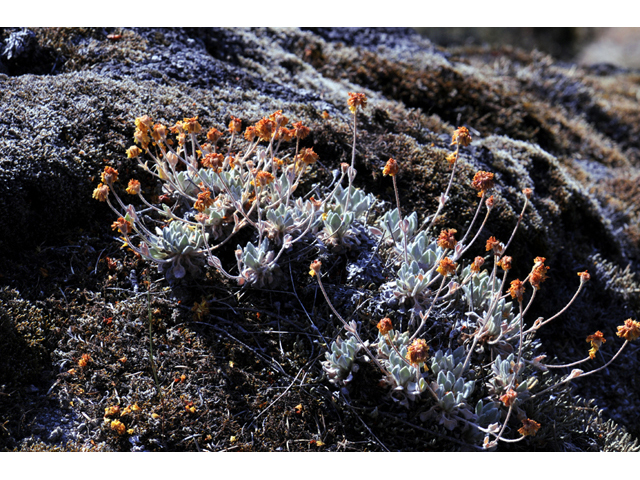 Eriogonum villosissimum (Acker rock wild buckwheat) #56463