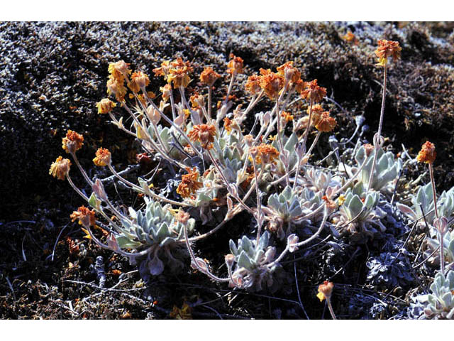Eriogonum villosissimum (Acker rock wild buckwheat) #56464