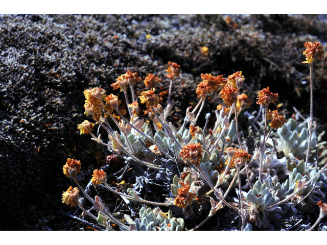 Eriogonum villosissimum (Acker rock wild buckwheat) #56465