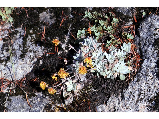 Eriogonum villosissimum (Acker rock wild buckwheat) #56466