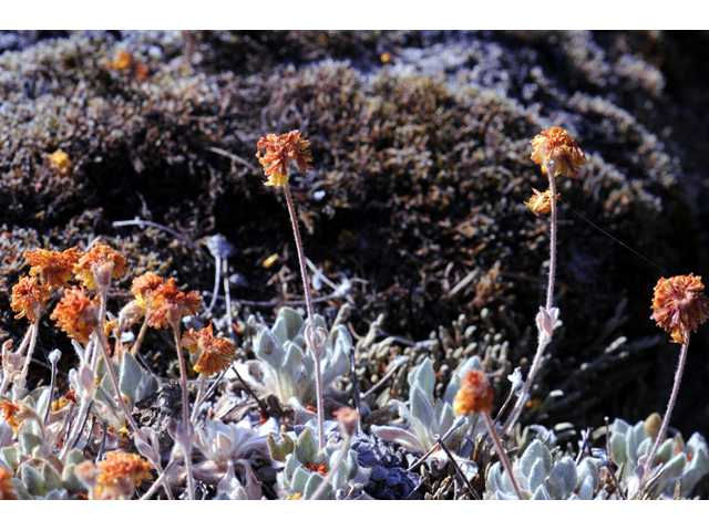 Eriogonum villosissimum (Acker rock wild buckwheat) #56467