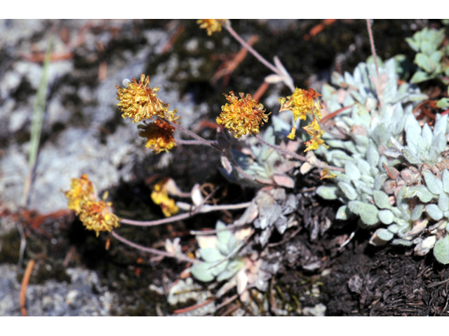 Eriogonum villosissimum (Acker rock wild buckwheat) #56468