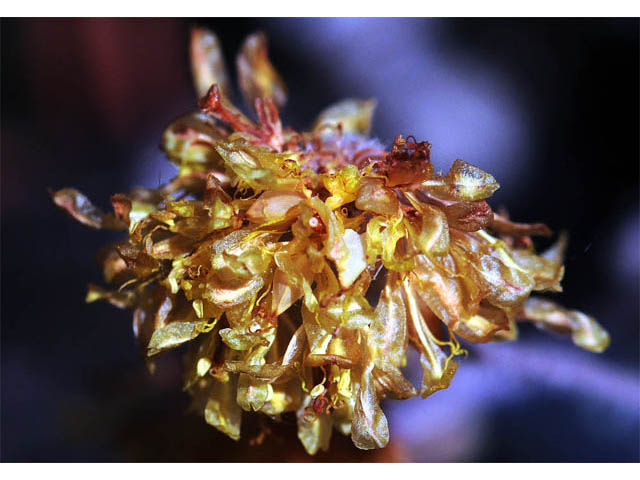 Eriogonum villosissimum (Acker rock wild buckwheat) #56470