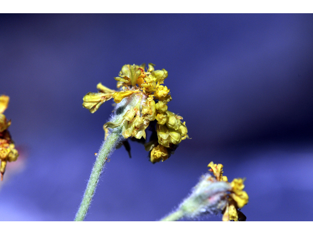 Eriogonum villosissimum (Acker rock wild buckwheat) #56471