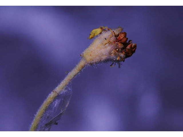 Eriogonum villosissimum (Acker rock wild buckwheat) #56473