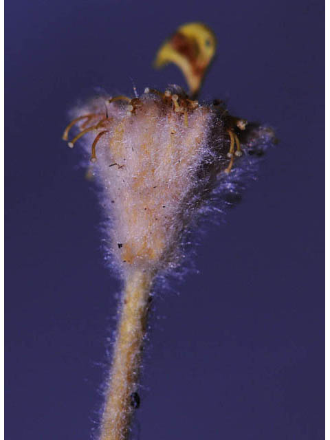 Eriogonum villosissimum (Acker rock wild buckwheat) #56475