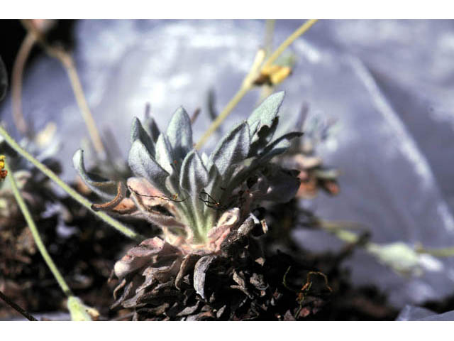 Eriogonum villosissimum (Acker rock wild buckwheat) #56476