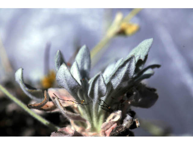 Eriogonum villosissimum (Acker rock wild buckwheat) #56477