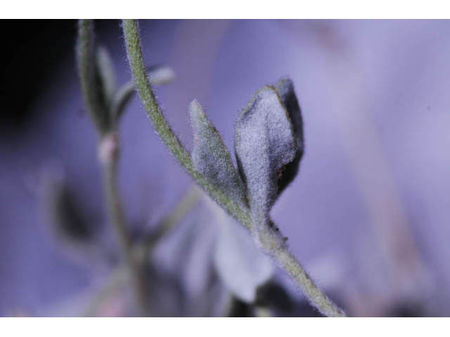 Eriogonum villosissimum (Acker rock wild buckwheat) #56478