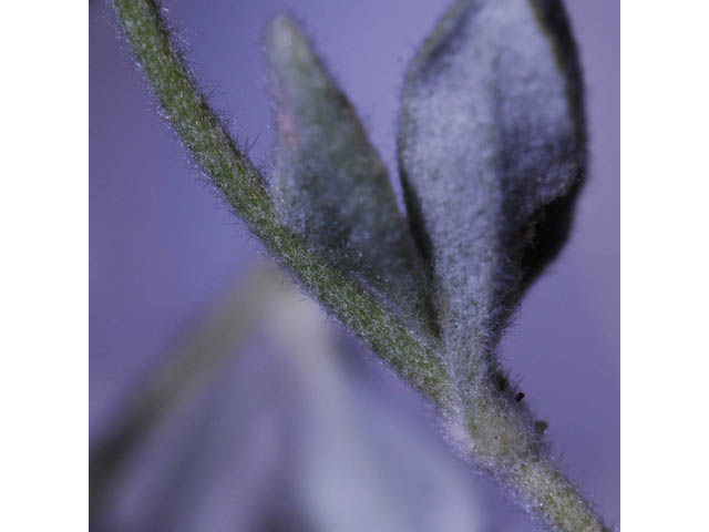 Eriogonum villosissimum (Acker rock wild buckwheat) #56479