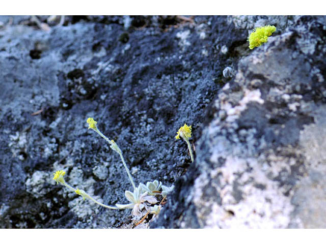 Eriogonum villosissimum (Acker rock wild buckwheat) #56480