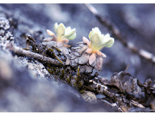 Eriogonum villosissimum (Acker rock wild buckwheat) #56481