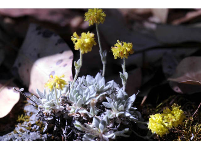 Eriogonum villosissimum (Acker rock wild buckwheat) #56483