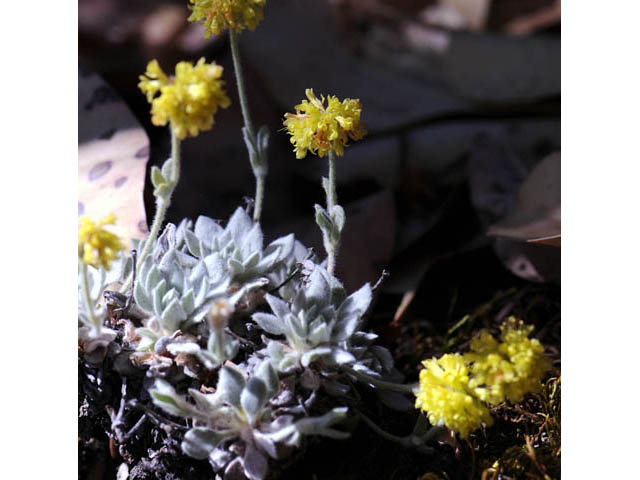 Eriogonum villosissimum (Acker rock wild buckwheat) #56484