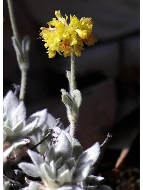 Eriogonum villosissimum (Acker rock wild buckwheat) #56485