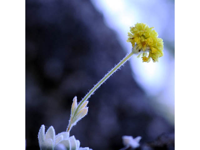 Eriogonum villosissimum (Acker rock wild buckwheat) #56486