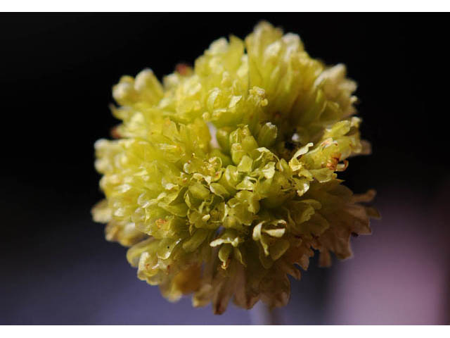 Eriogonum villosissimum (Acker rock wild buckwheat) #56489