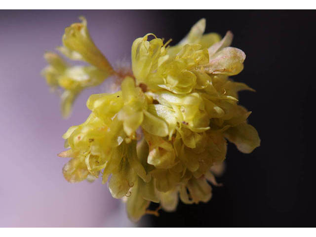 Eriogonum villosissimum (Acker rock wild buckwheat) #56490