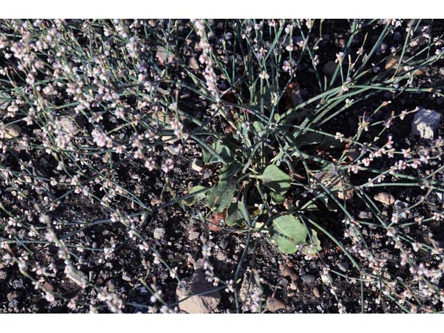 Eriogonum vimineum (Wickerstem buckwheat) #56501