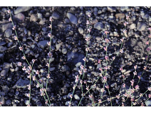 Eriogonum vimineum (Wickerstem buckwheat) #56503
