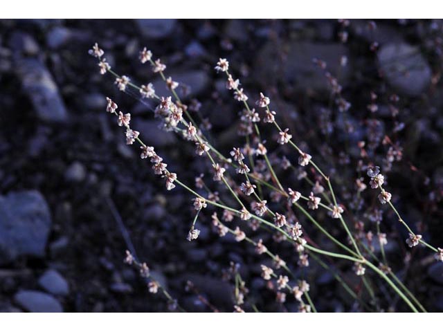 Eriogonum vimineum (Wickerstem buckwheat) #56505