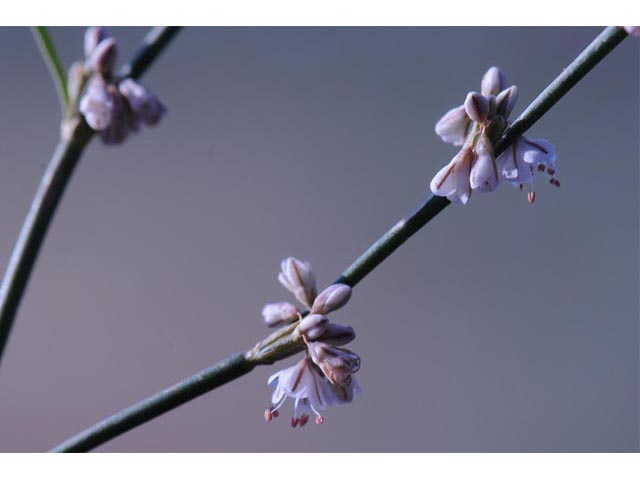 Eriogonum vimineum (Wickerstem buckwheat) #56506