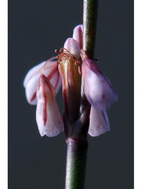 Eriogonum vimineum (Wickerstem buckwheat) #56514