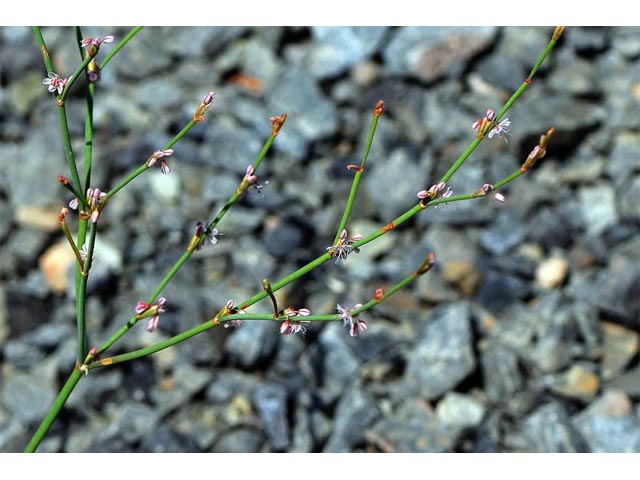 Eriogonum vimineum (Wickerstem buckwheat) #56522
