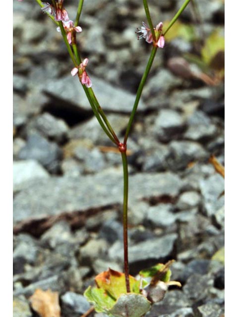 Eriogonum vimineum (Wickerstem buckwheat) #56525