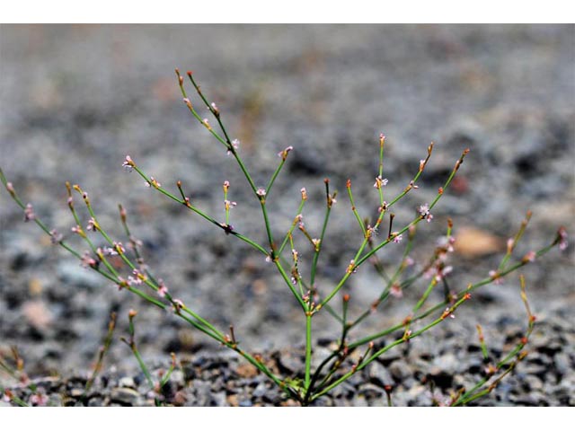 Eriogonum vimineum (Wickerstem buckwheat) #56526