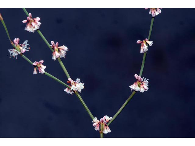 Eriogonum vimineum (Wickerstem buckwheat) #56528