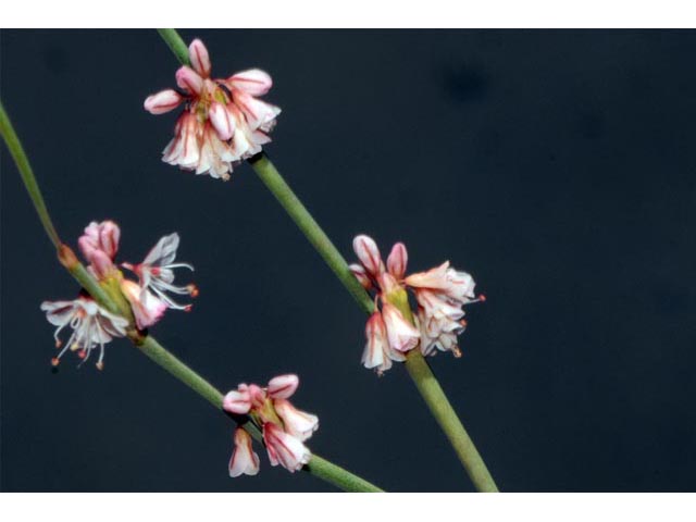 Eriogonum vimineum (Wickerstem buckwheat) #56529